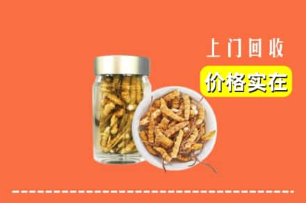 厦门集美区回收散虫草