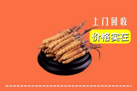 厦门集美区回收冬虫夏草